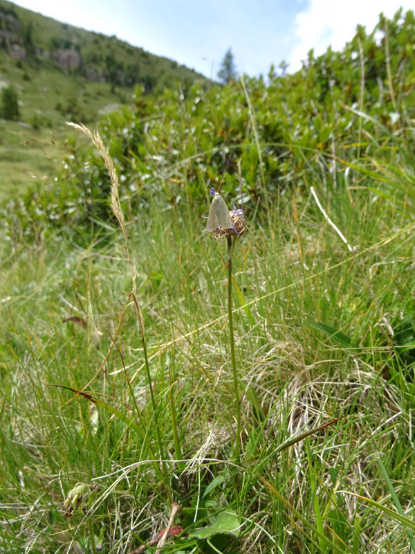 Cfr. Udea austriacalis - Crambidae